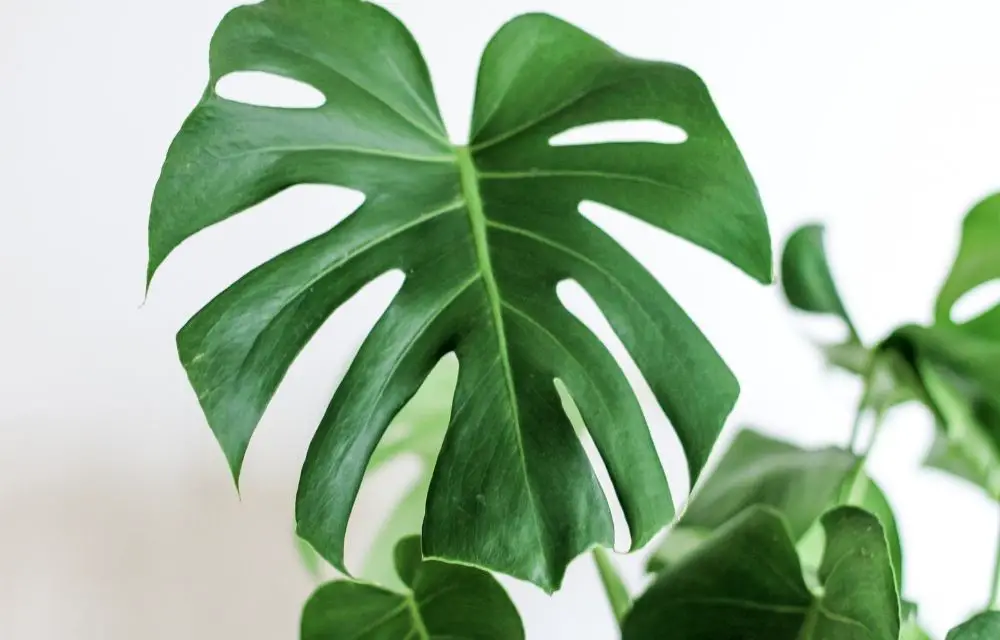 how to propagate monstera 1