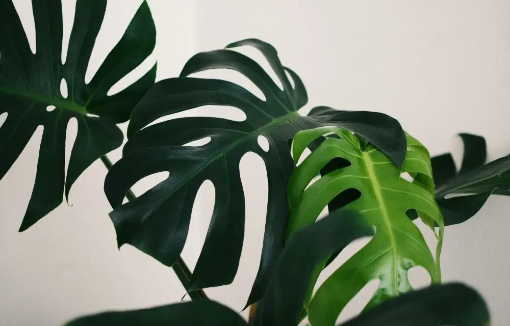 how to propagate monstera 1