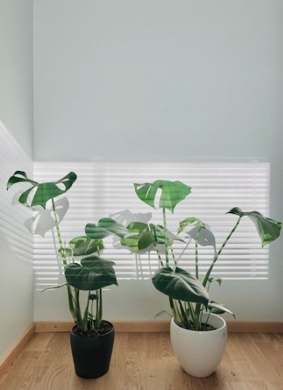 how to propagate monstera 1