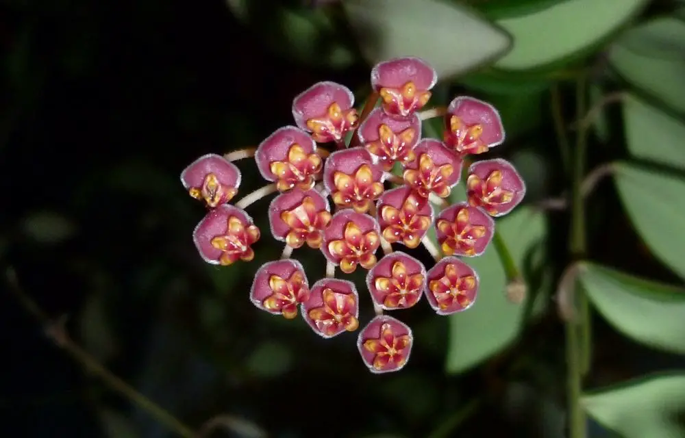 hoya bilobata