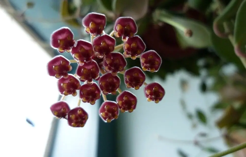 hoya bilobata