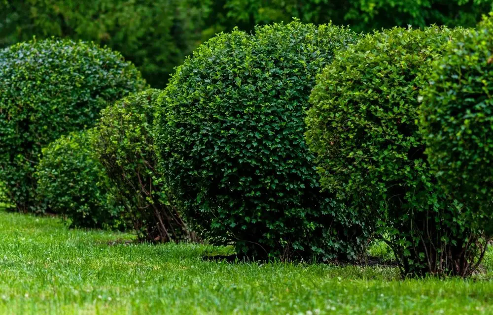 japanese boxwood