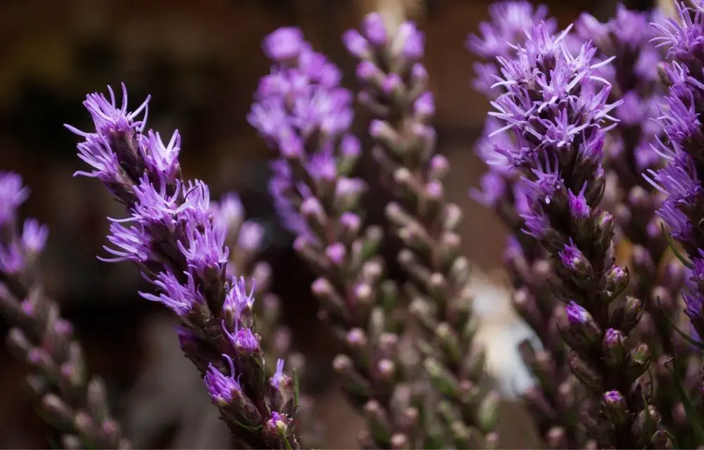 liriope spicata