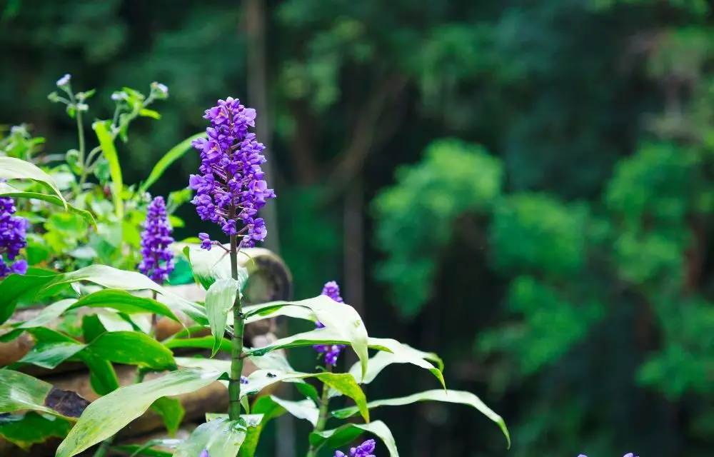 liriope spicata