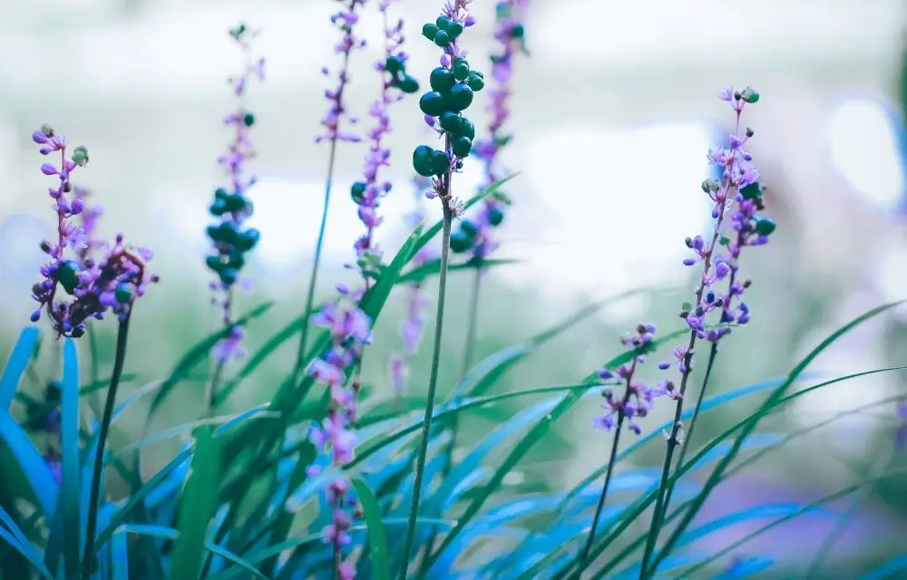 liriope spicata