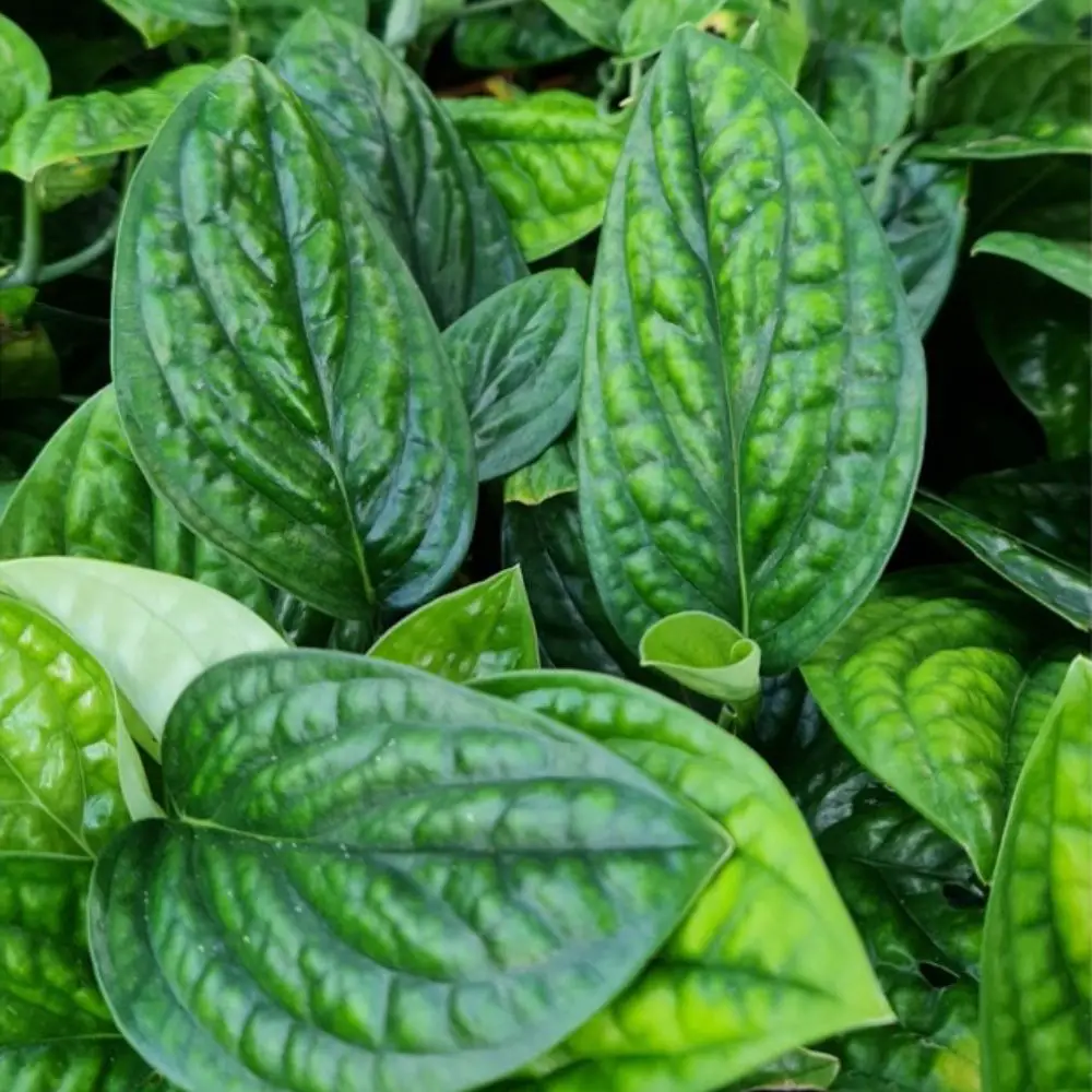 monstera peru