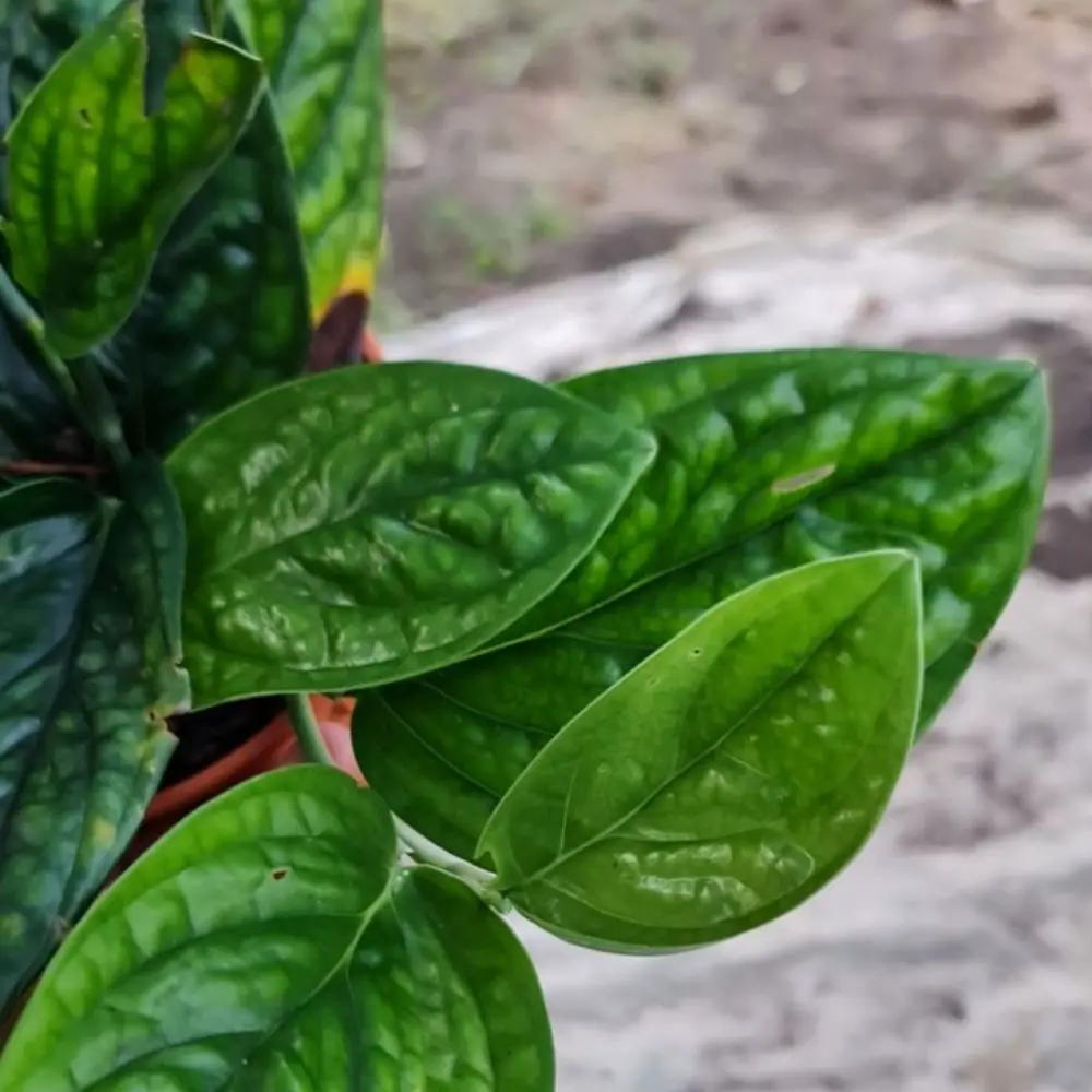 monstera peru