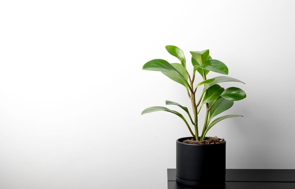 peperomia incana