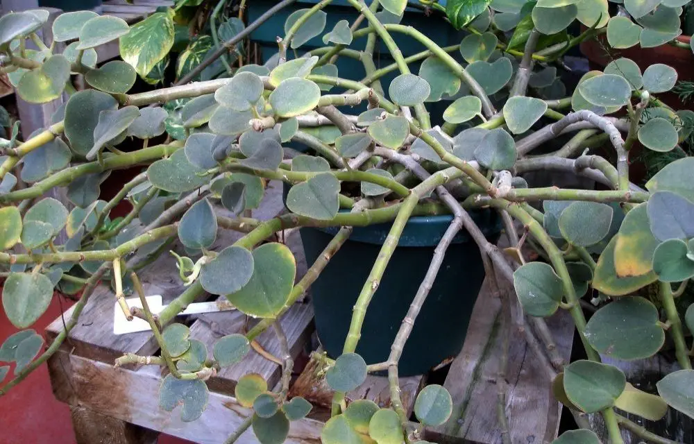 peperomia incana