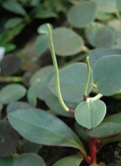 peperomia incana