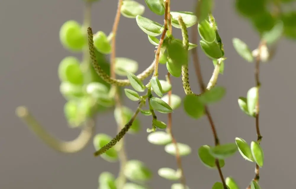 peperomia prostrata