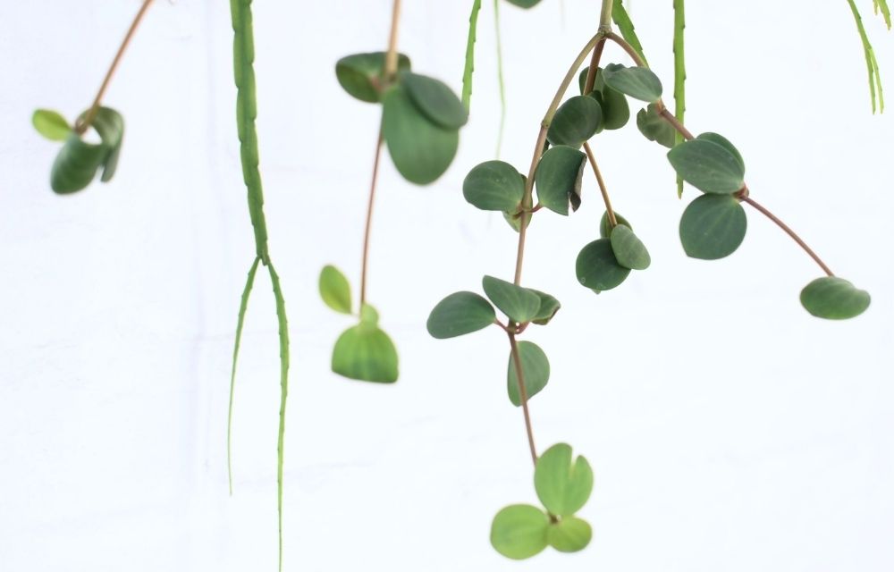 peperomia prostrata