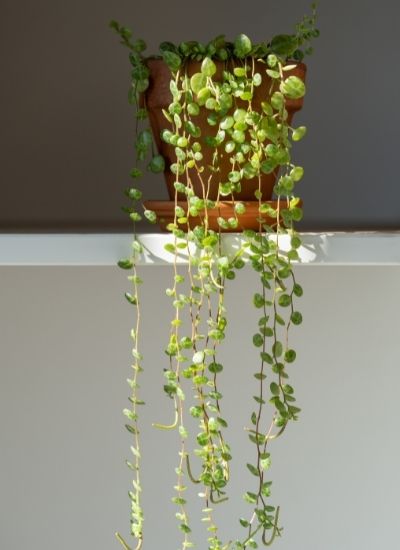 peperomia prostrata