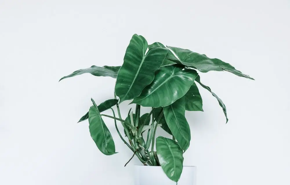 philodendron burle marx