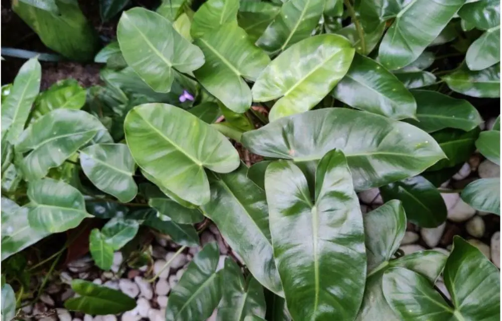 philodendron burle marx