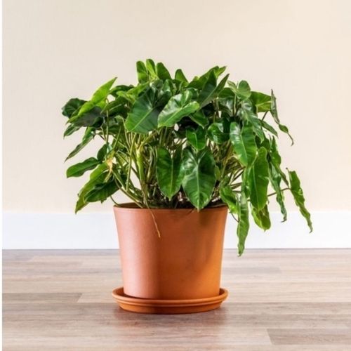 philodendron burle marx