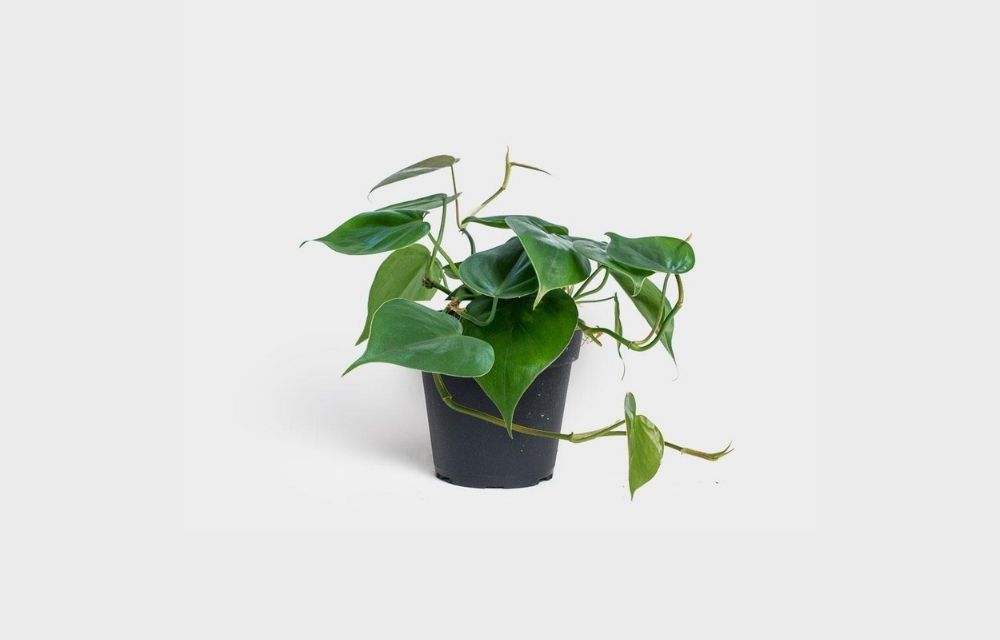 philodendron cordatum