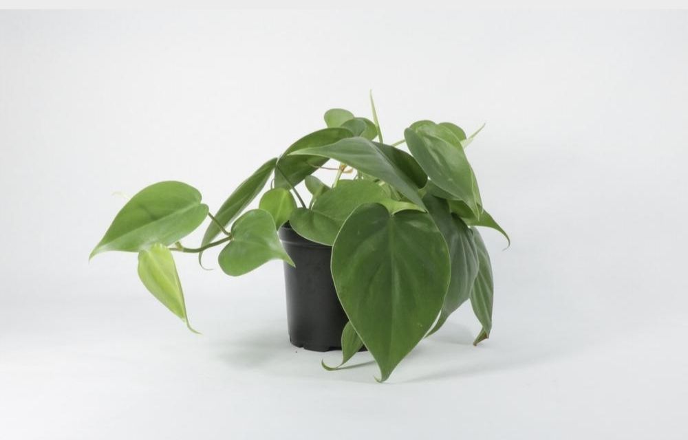 philodendron cordatum