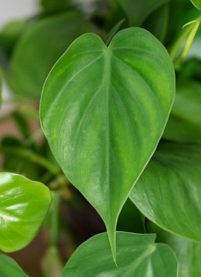 philodendron cordatum