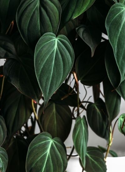 philodendron micans