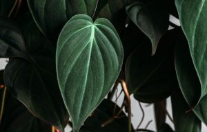 philodendron micans