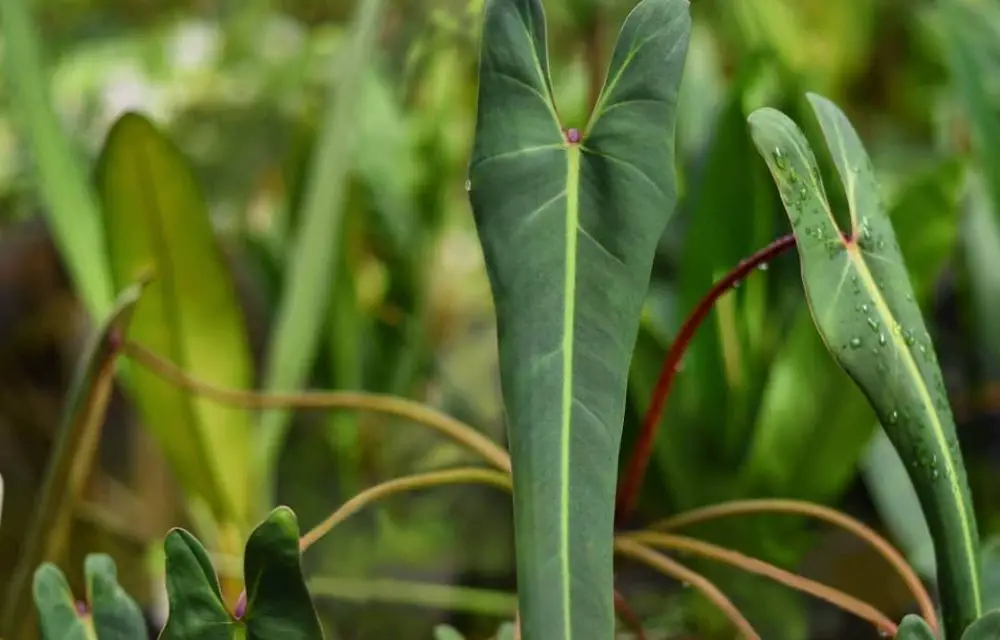 philodendron spiritus sancti