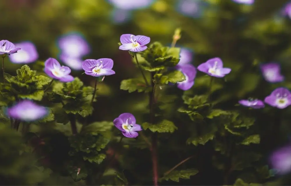 purple flower weed