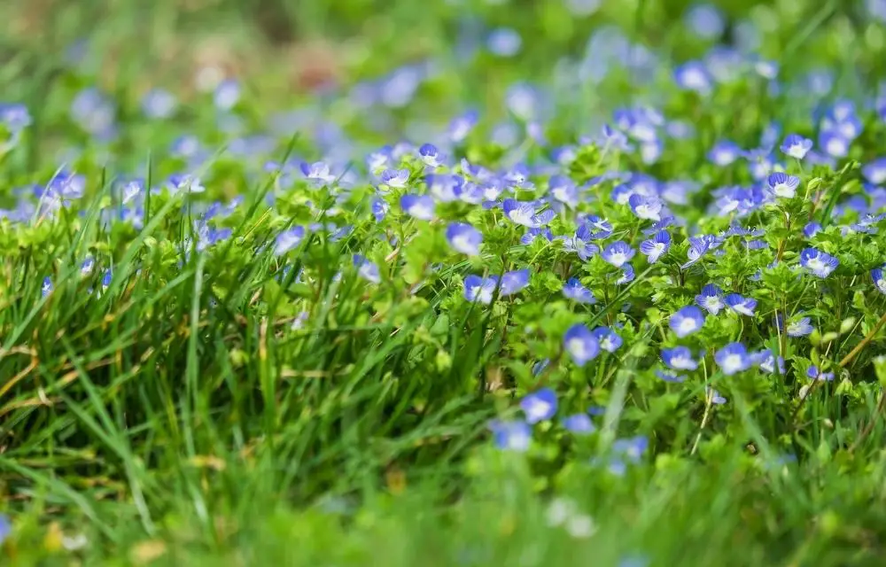 purple flower weed