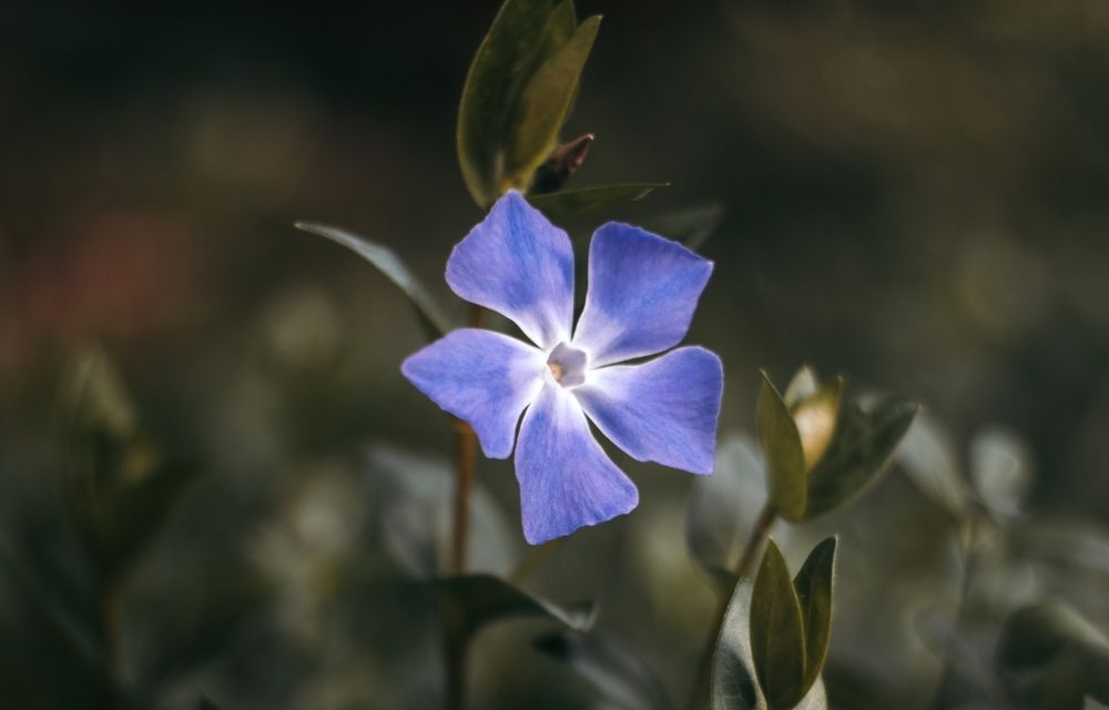 purple flower weed