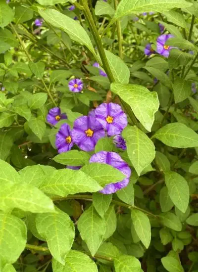 purple flower weed