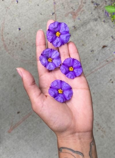 purple flower weed