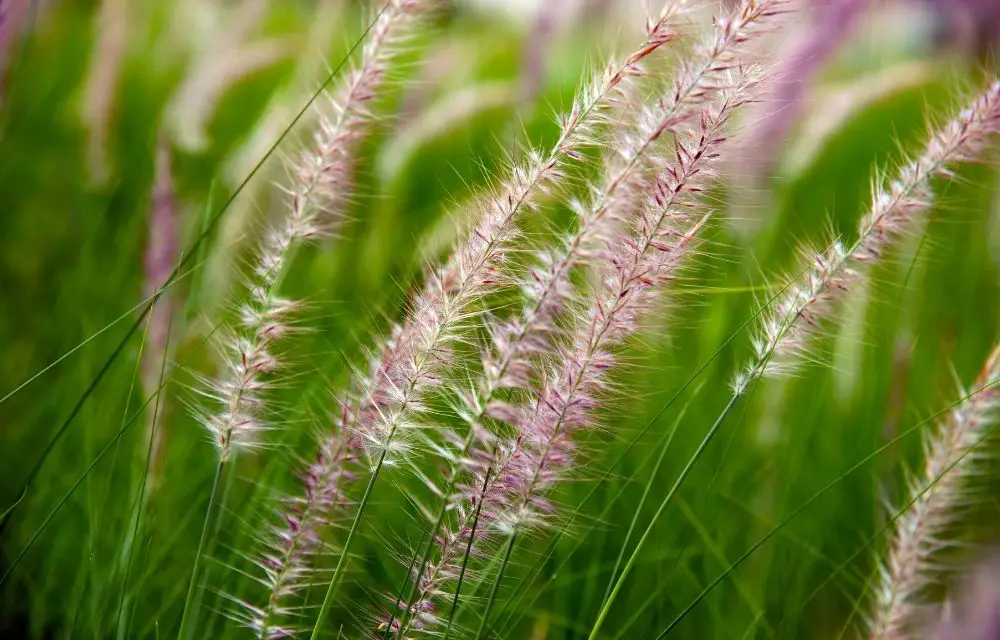purple fountain grass