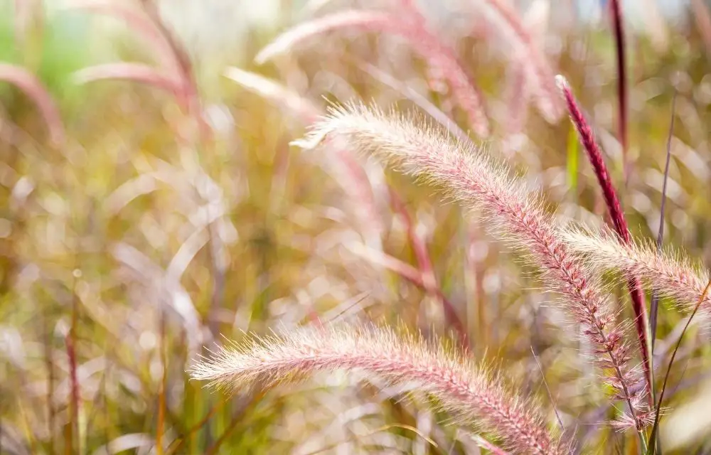 purple fountain grass