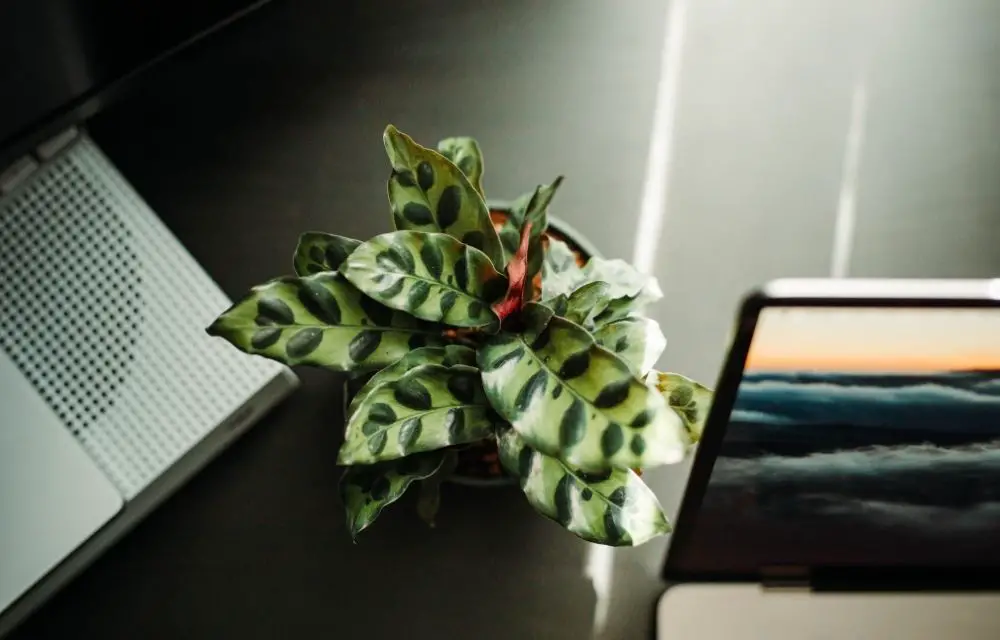 rattlesnake plant