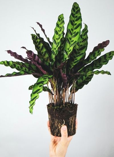 rattlesnake plant