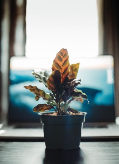 rattlesnake plant