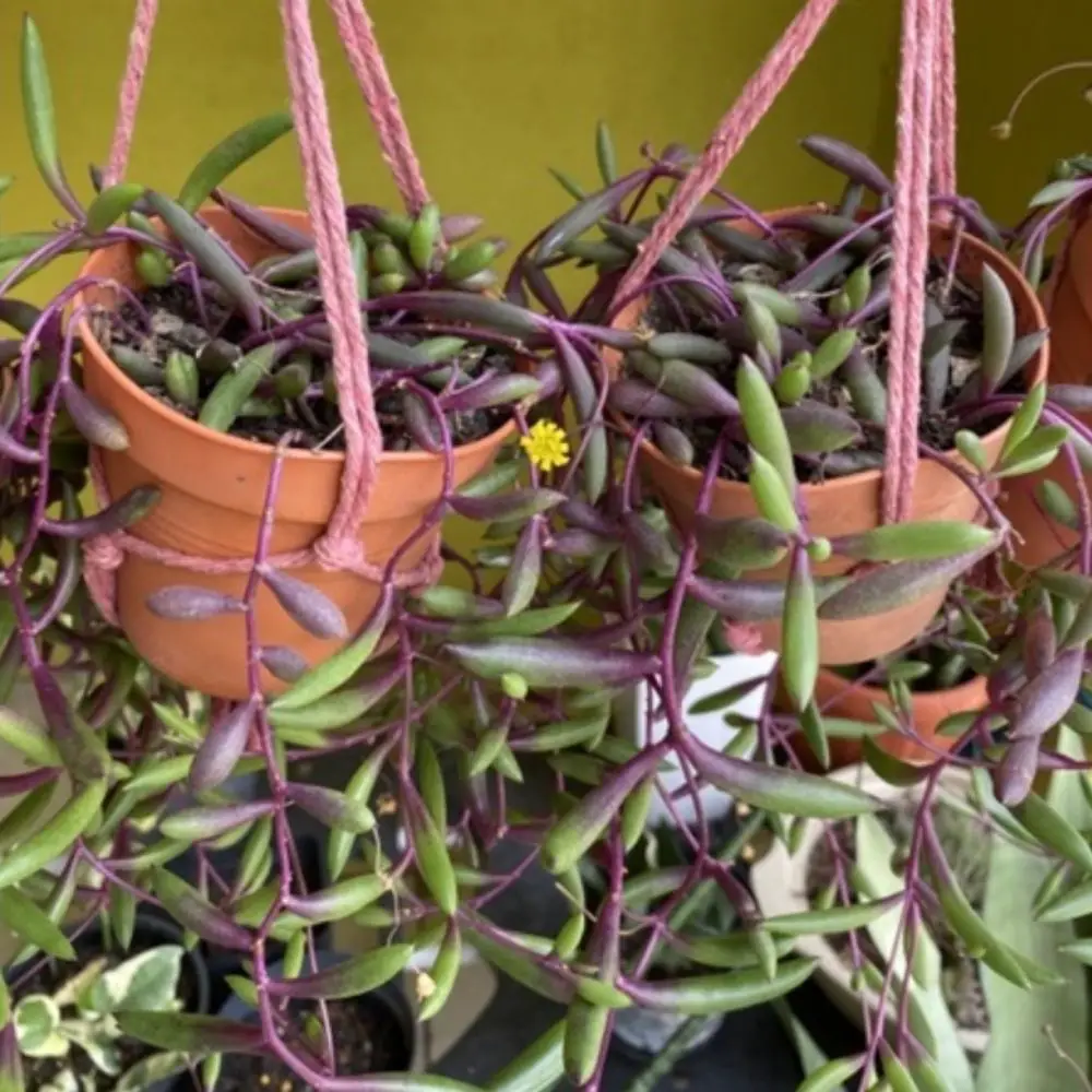 ruby necklace plant