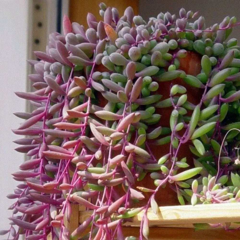 ruby necklace plant