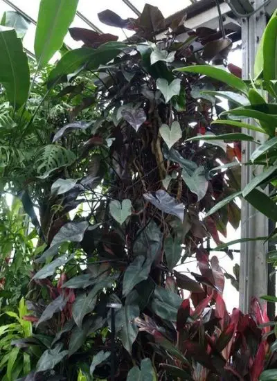 Philodendron Majesty