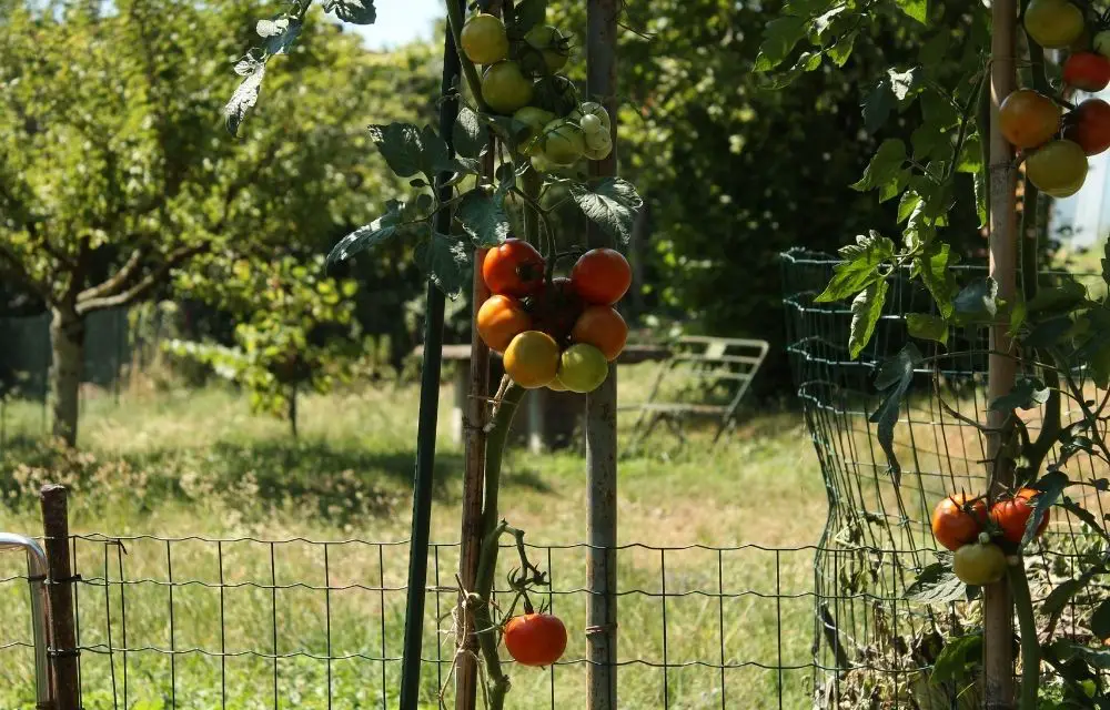 best potting soil for tomatoes