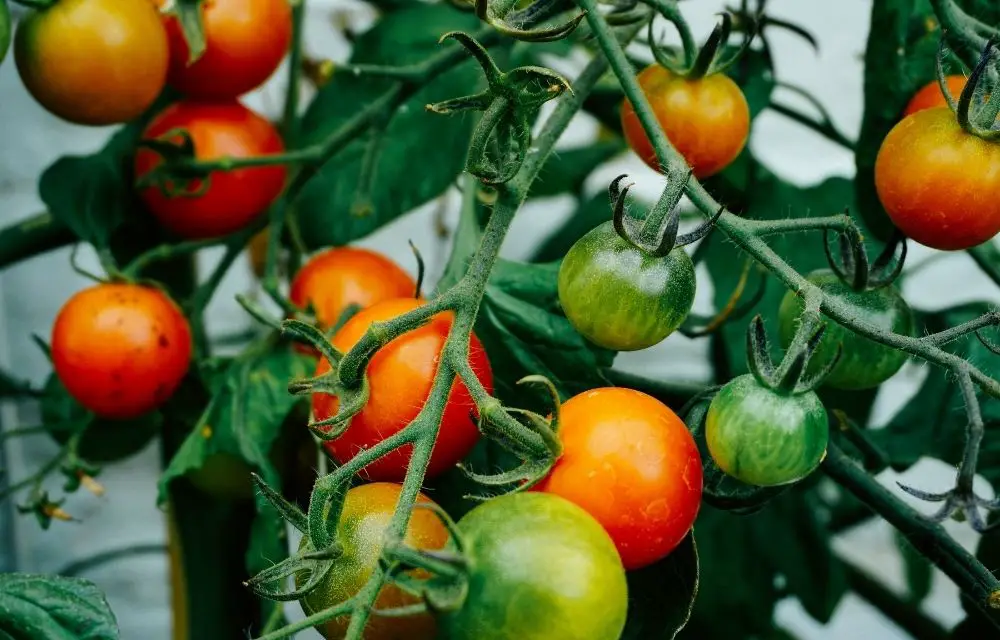 best potting soil for tomatoes