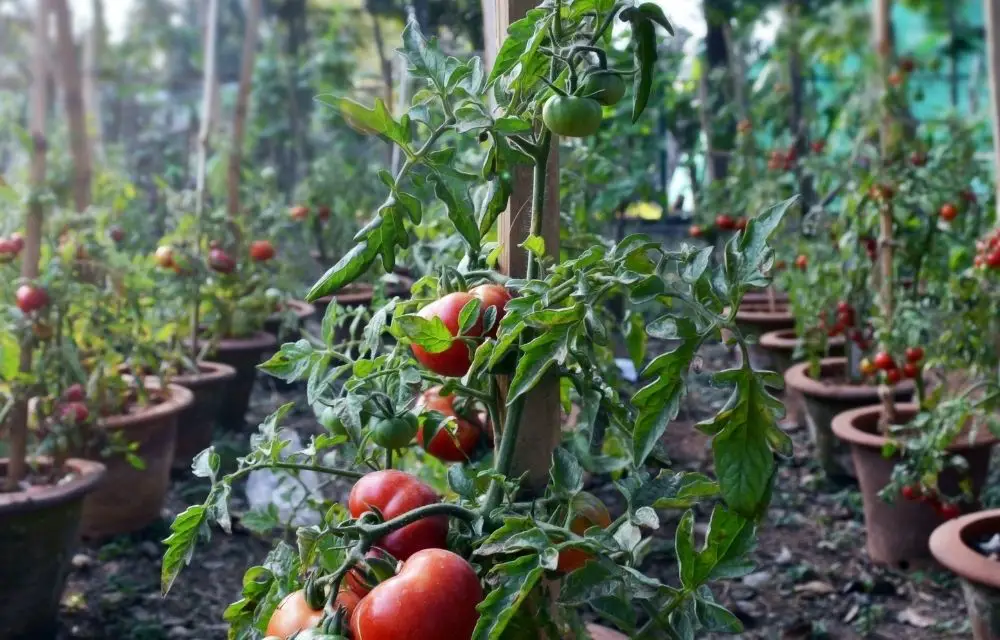 The Best Potting Mix for Tomatoes! (Top 5 Winners)