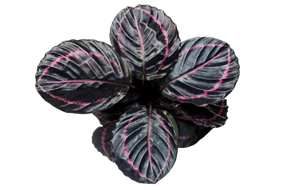 calathea dottie