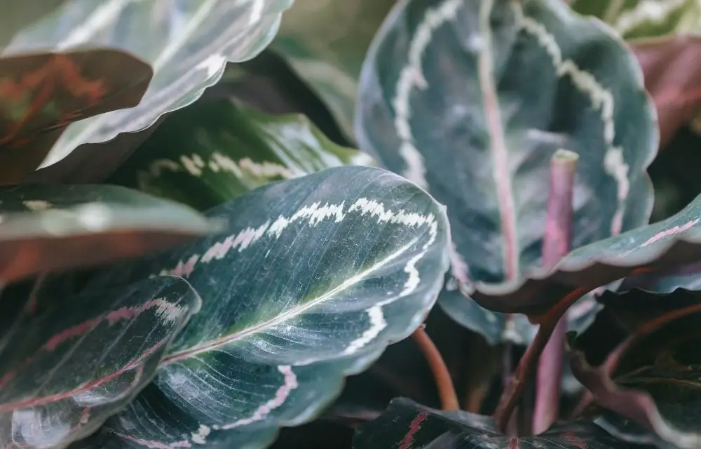 calathea dottie