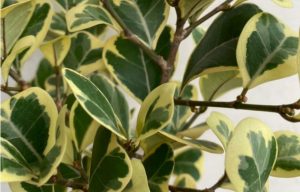 ficus triangularis