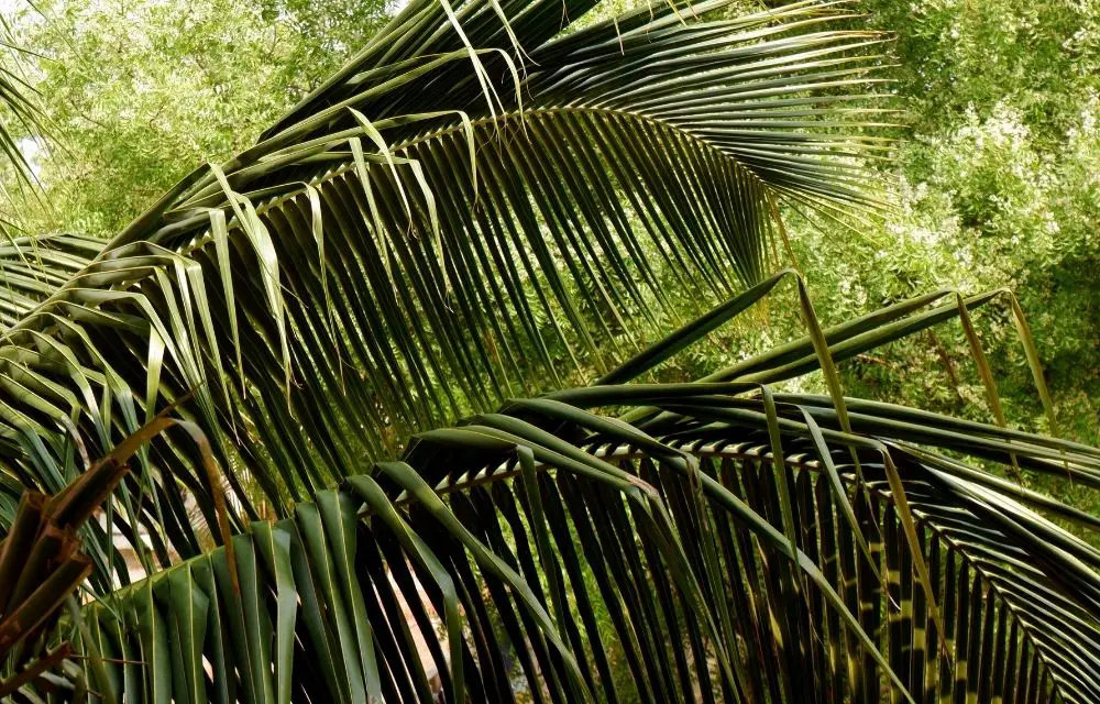 palm fertilizer