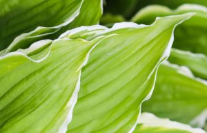 when to cut back hostas