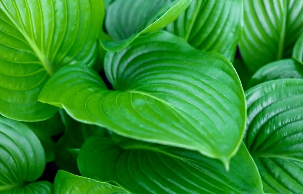 when to cut back hostas