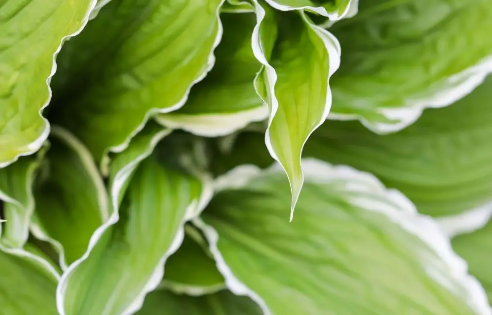 when to cut back hostas